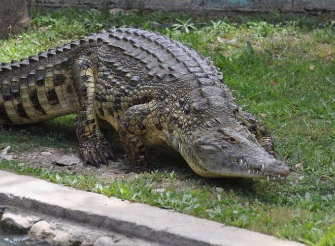 Melaka Crocodile & Recreation Park