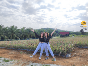 Sky Ladder Pineapple Farm Tram Tour (Malaysian)