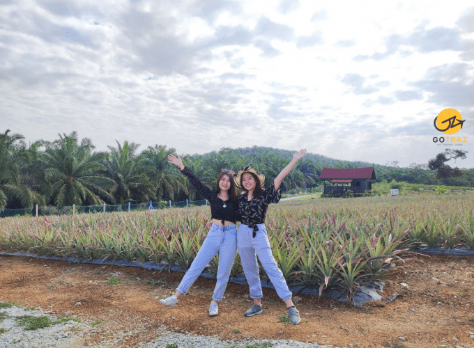 Sky Ladder Pineapple Farm Tram Tour (Malaysian)