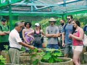 Penang Tropical Fruit Farm Guided Tour